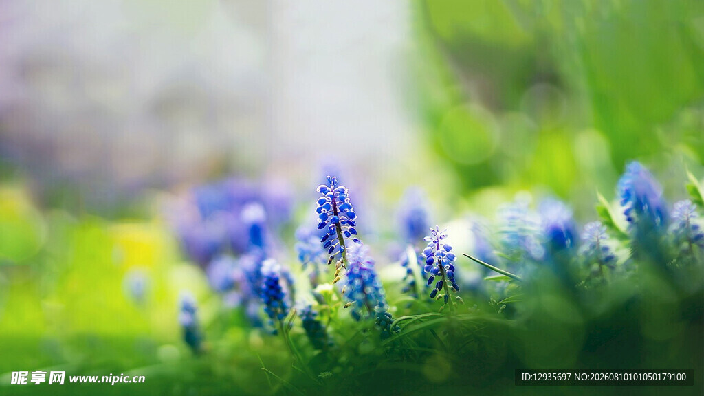 蓝铃花