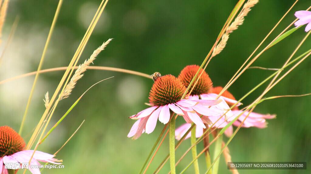紫锥菊