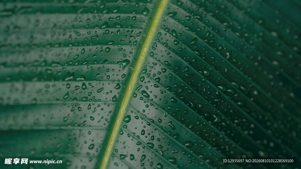 晶莹水珠