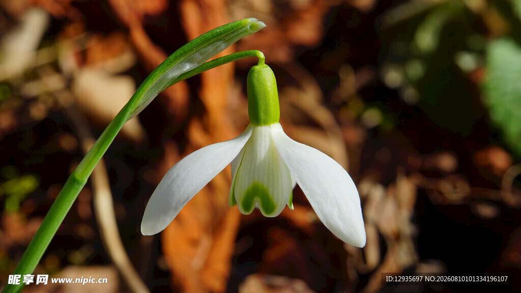 雪花莲特写