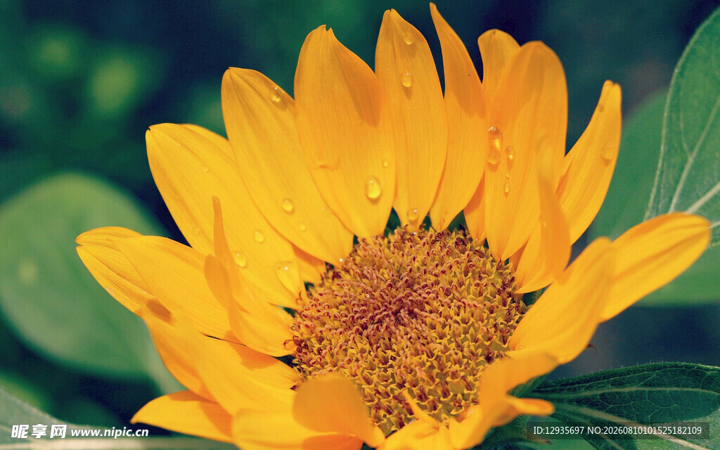 绽放的金黄向日葵
