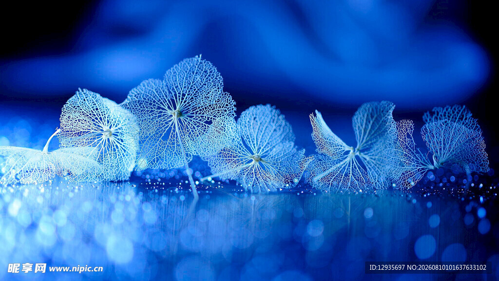 梦幻蓝调冰晶花