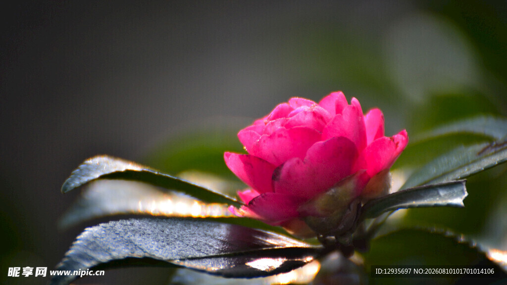 粉色山茶花