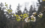 苹果花