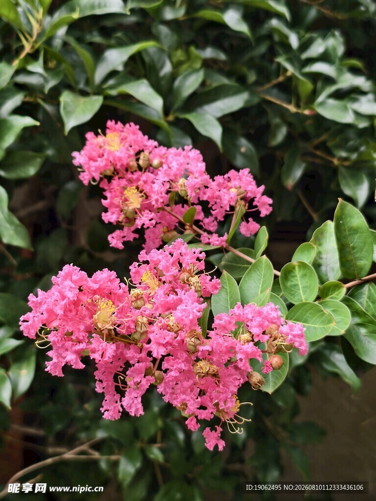 紫薇花开