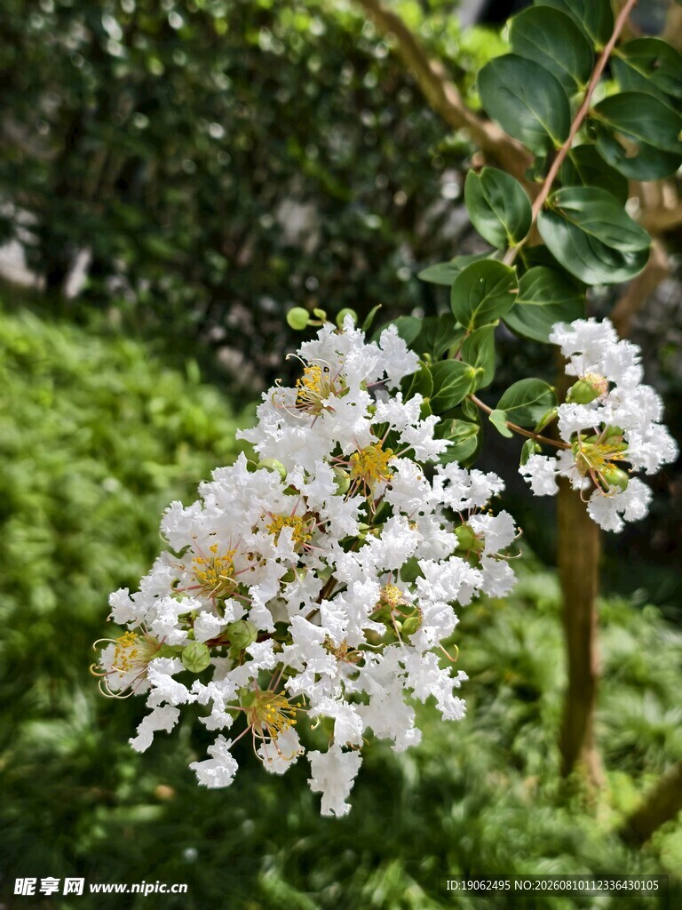 白色紫薇花