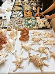 贝壳展