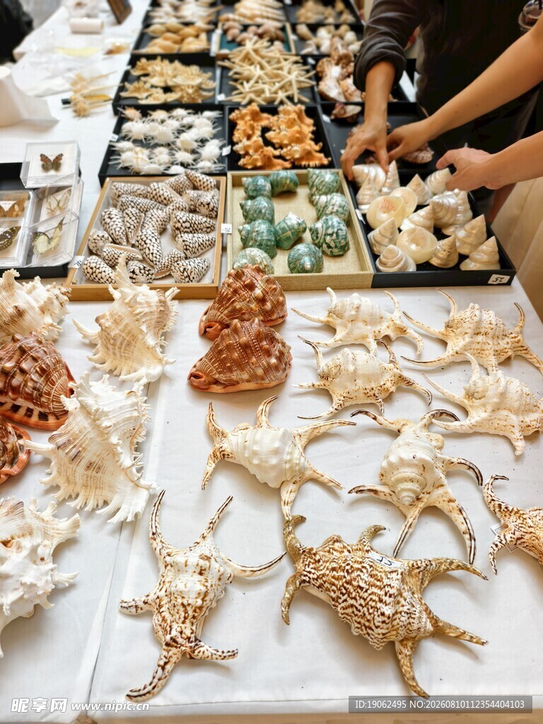 贝壳展