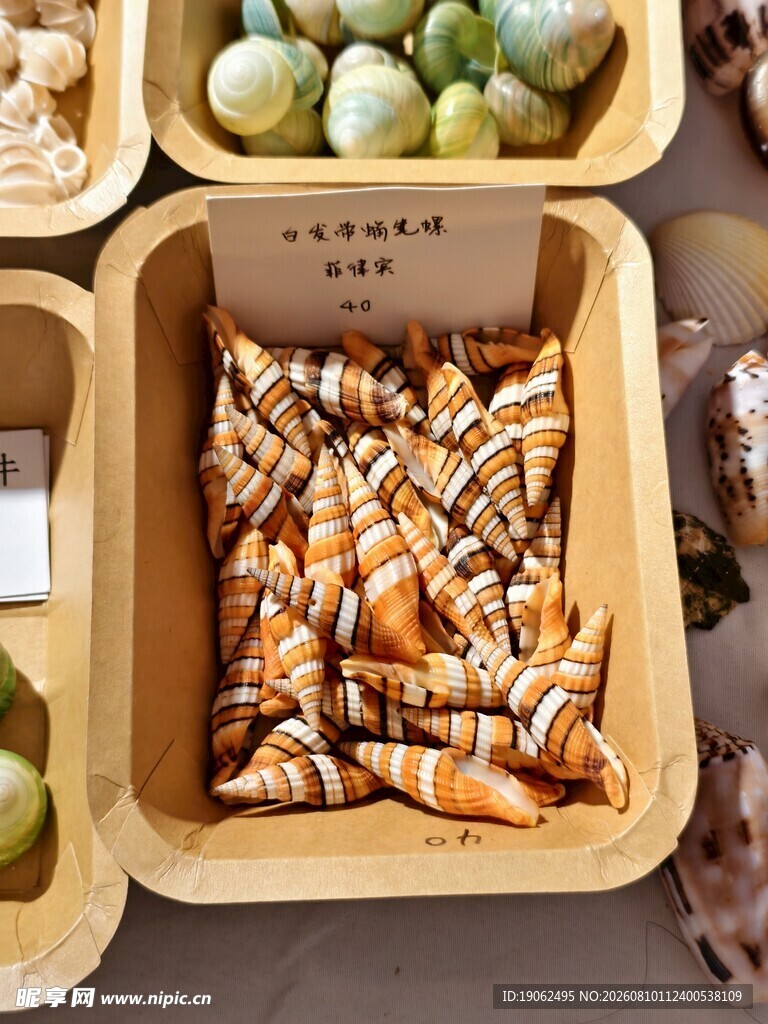 白发带蛹笔螺