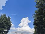 蓝天白云下的绿树风景