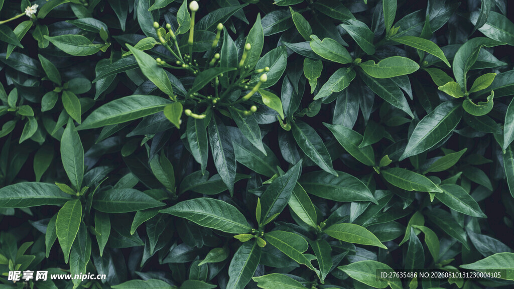 翠绿繁茂的植物叶片