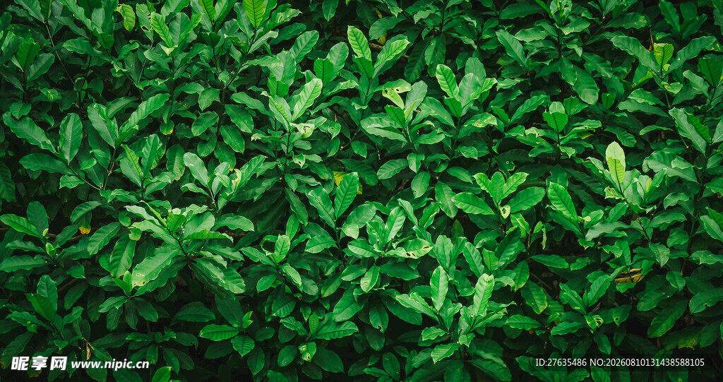 翠绿繁茂的植物叶片