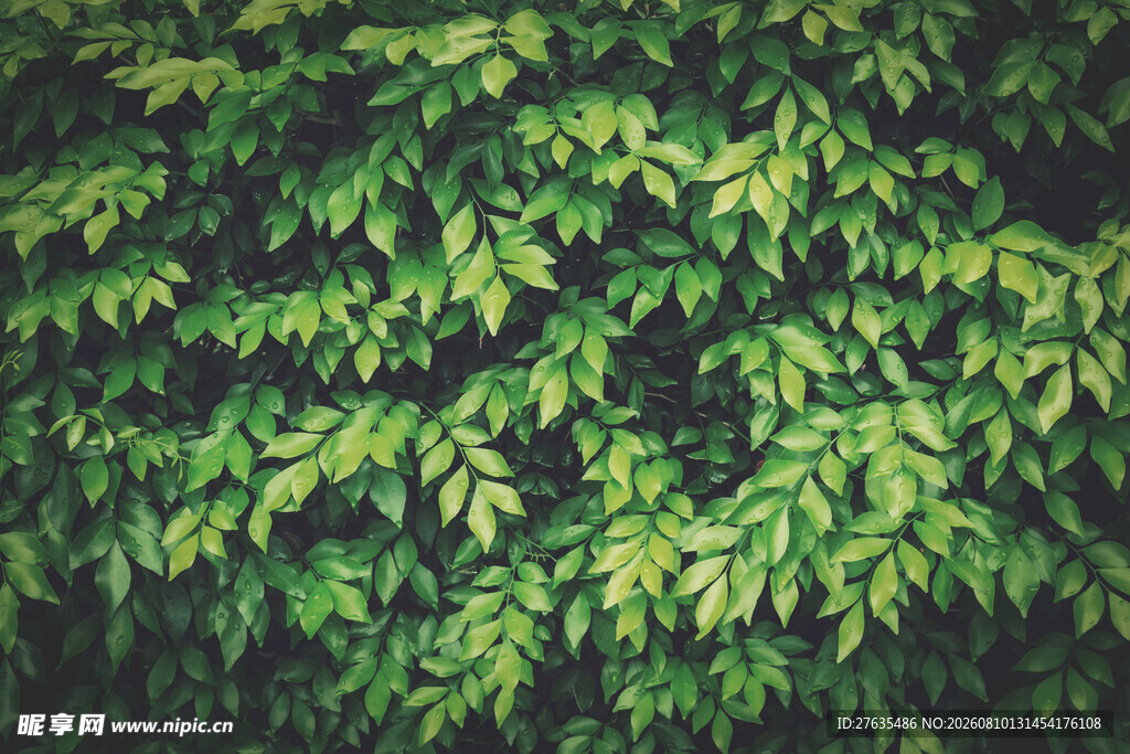 翠绿繁茂的植物叶片景观