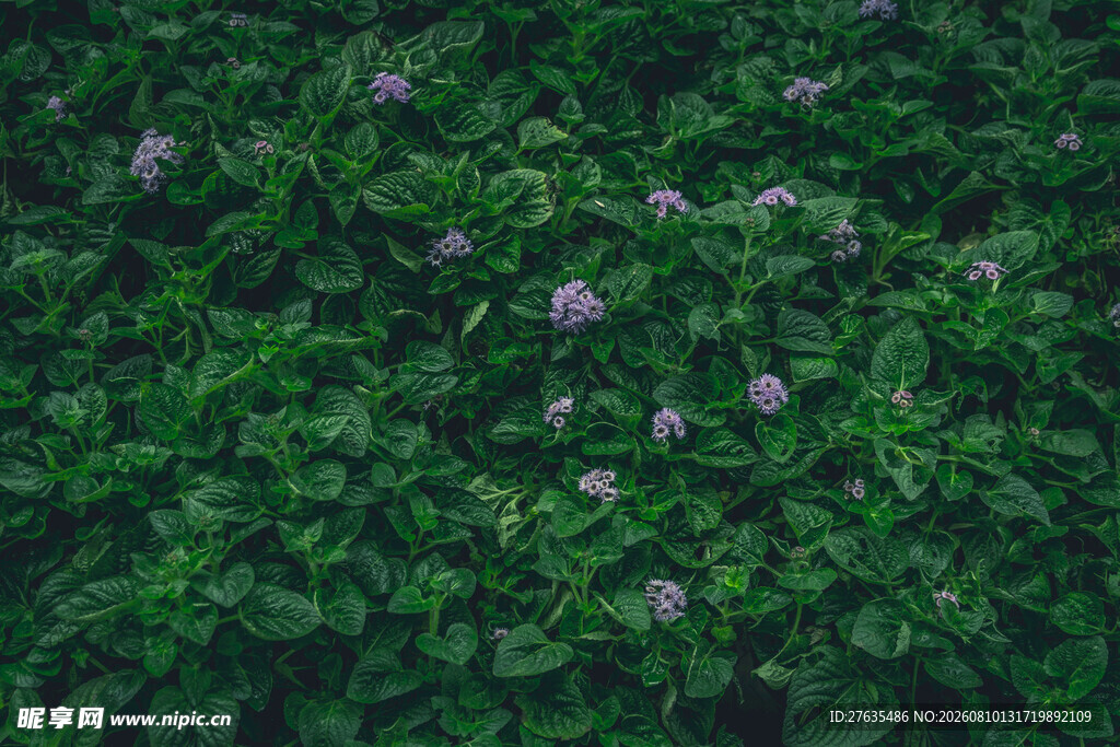 翠绿繁茂的植物花卉景观