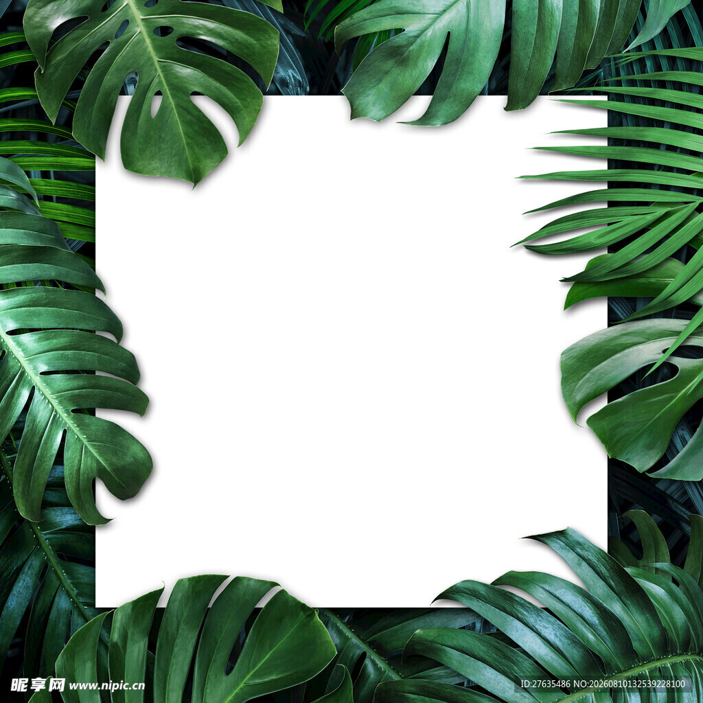 热带绿植边框空白背景图