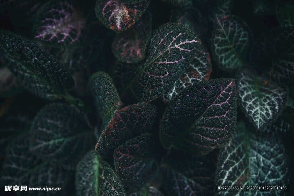 斑斓叶脉的神秘植物世界