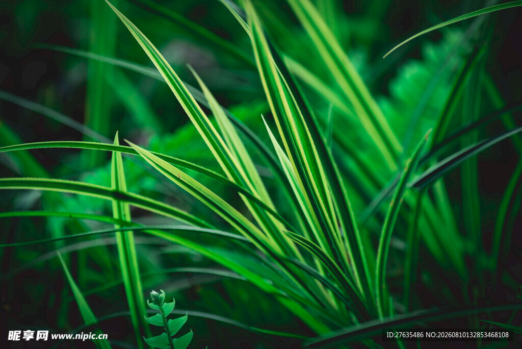 翠绿植物特写