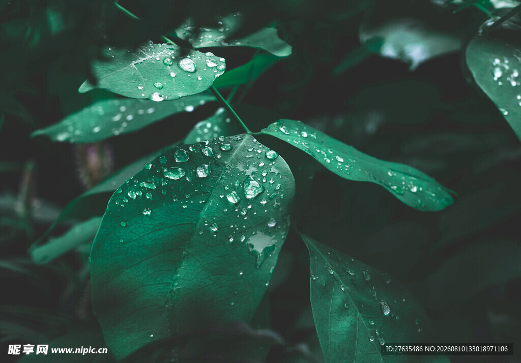 雨后翠绿叶片上的晶莹水珠