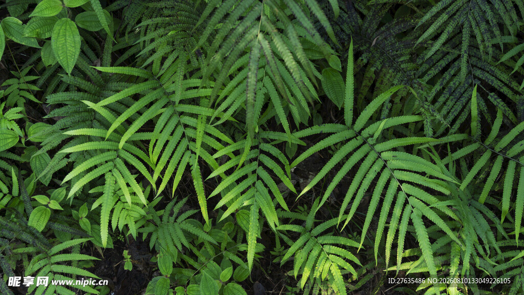 翠绿蕨类植物自然景观