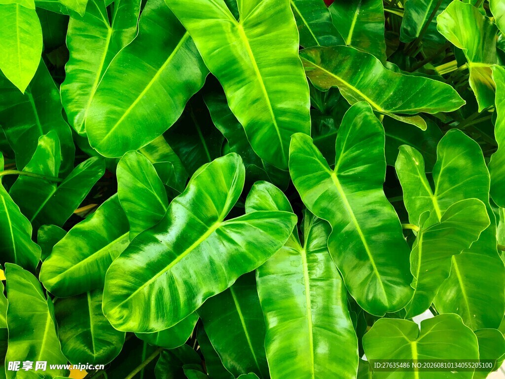 翠绿繁茂的热带植物叶片