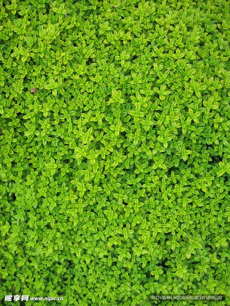 翠绿繁茂的苔藓背景图
