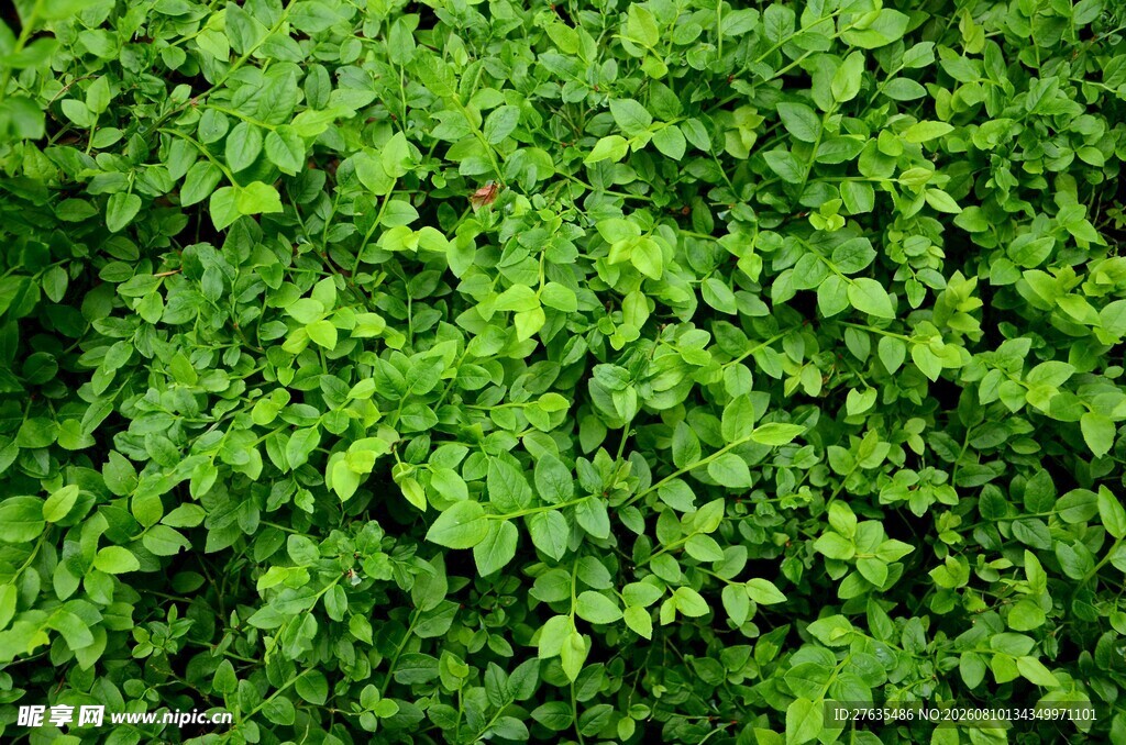 翠绿繁茂的爬藤植物