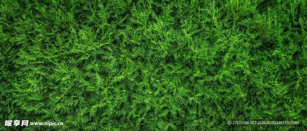 翠绿繁茂的青草背景