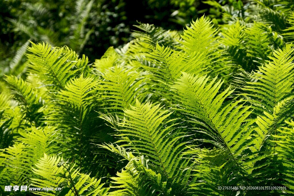 翠绿蕨类植物生机勃勃