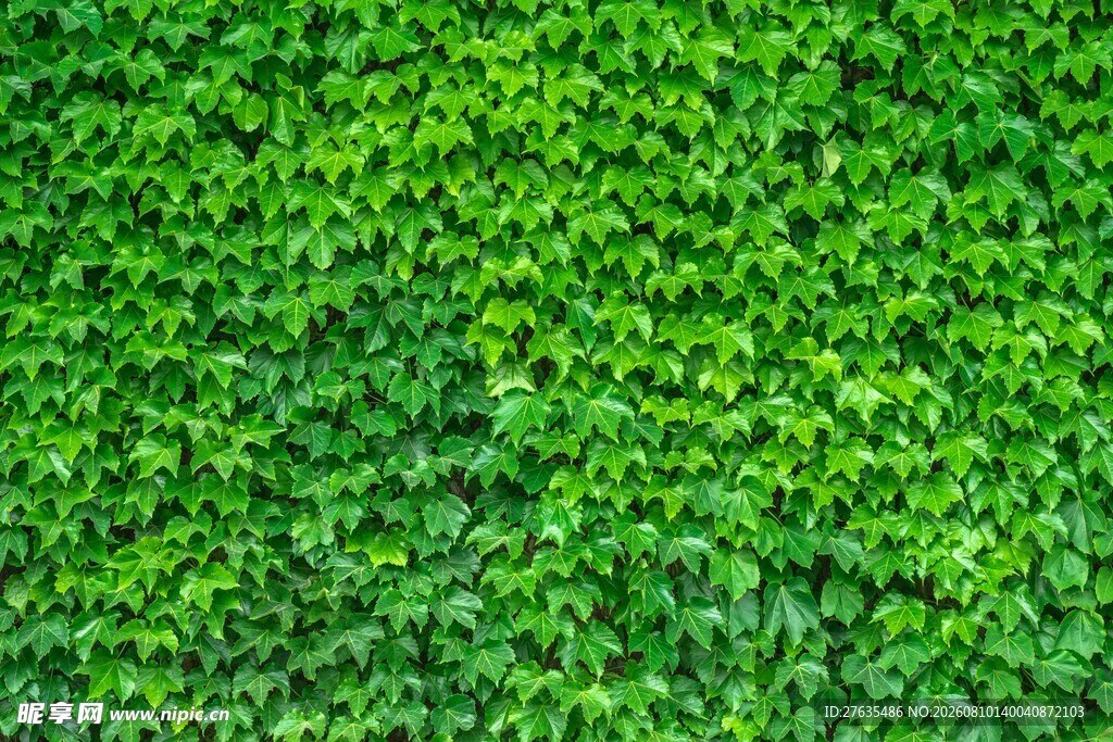 翠绿繁茂的植物墙纹理