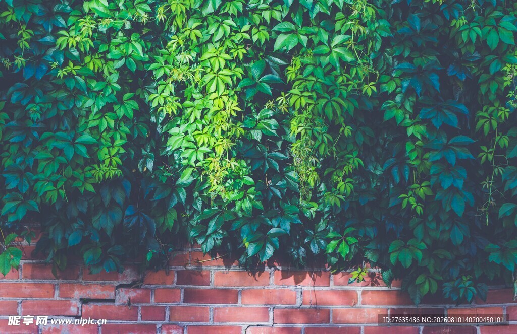 砖墙绿植自然清新景致