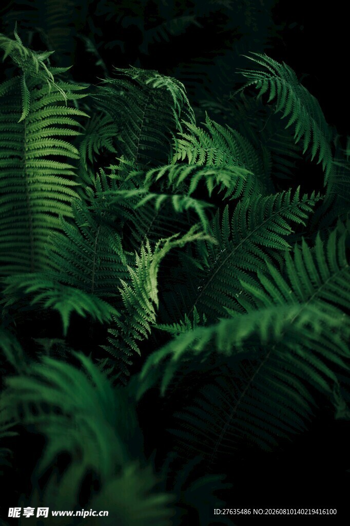 丛林中的神秘蕨类植物
