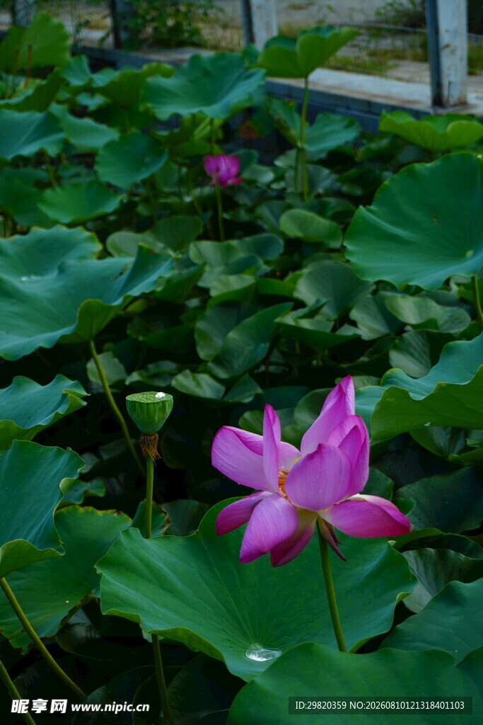 荷花
