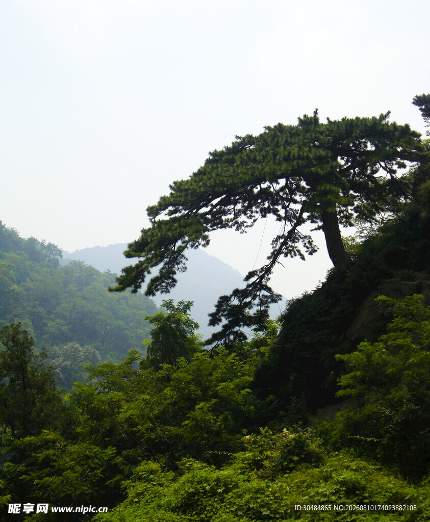 泰山迎客松