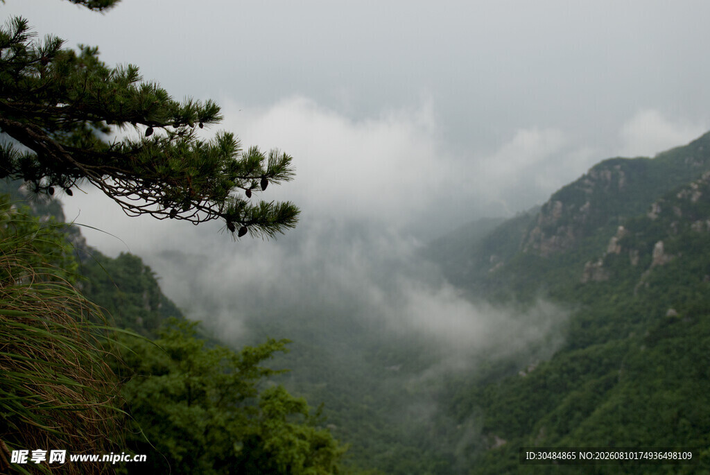 庐山山间松景