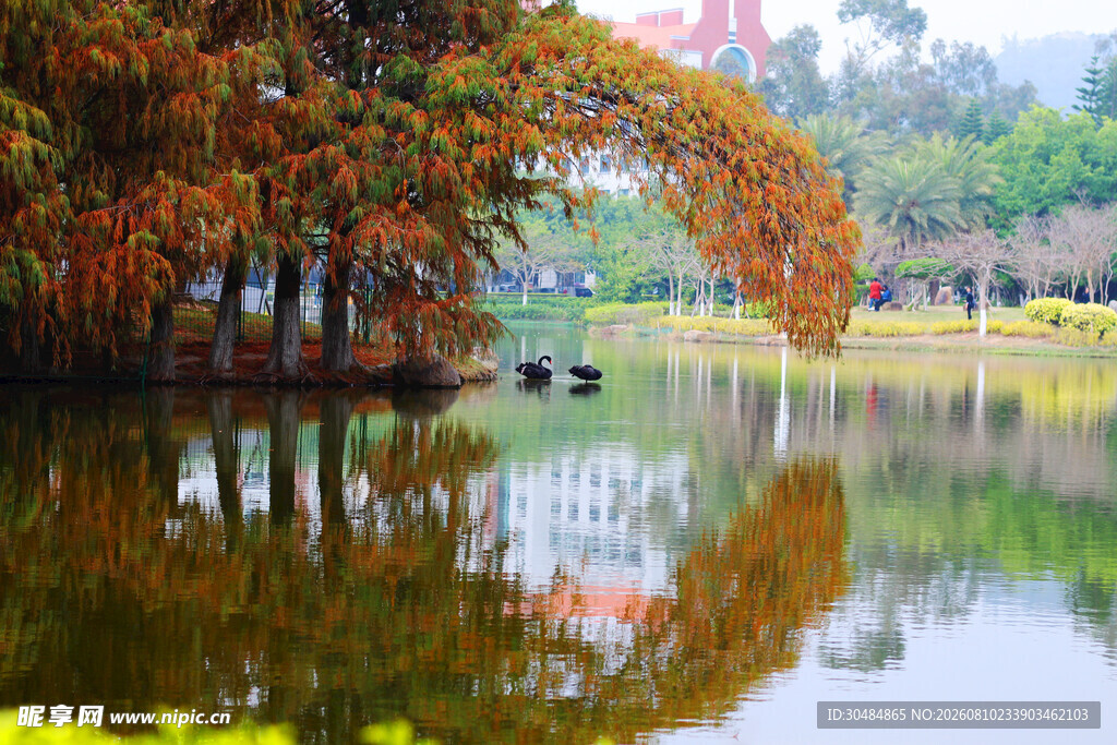 厦门大学秋日湖畔