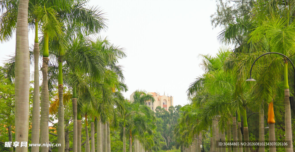 厦门大学林荫大道