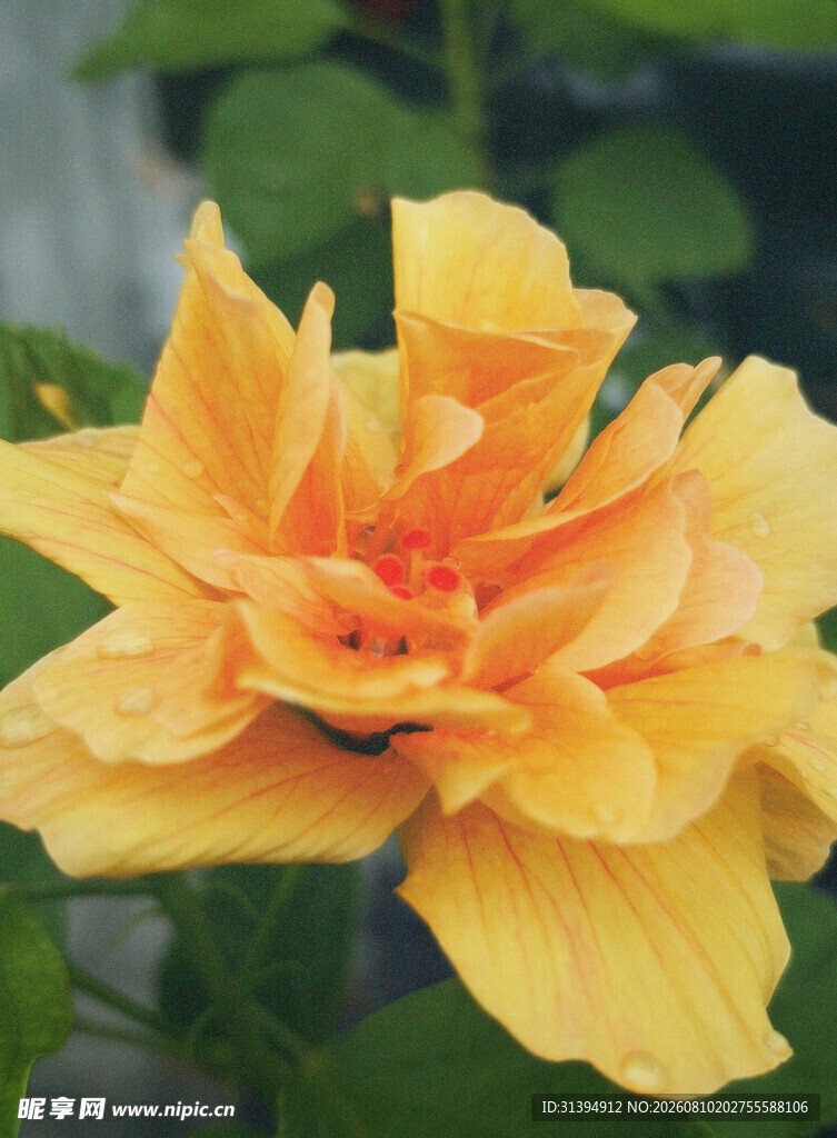 娇艳黄色花朵特写