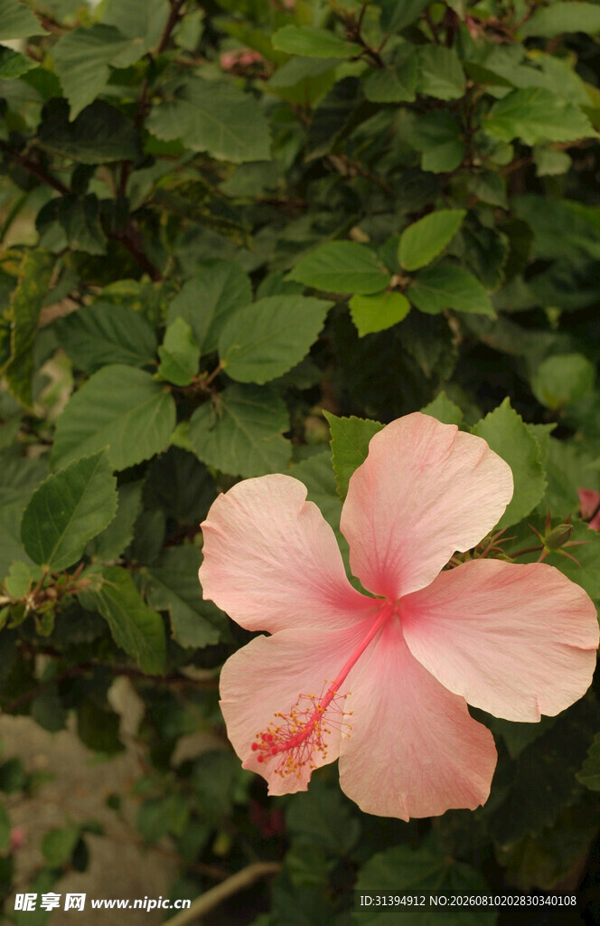 粉色木槿花特写
