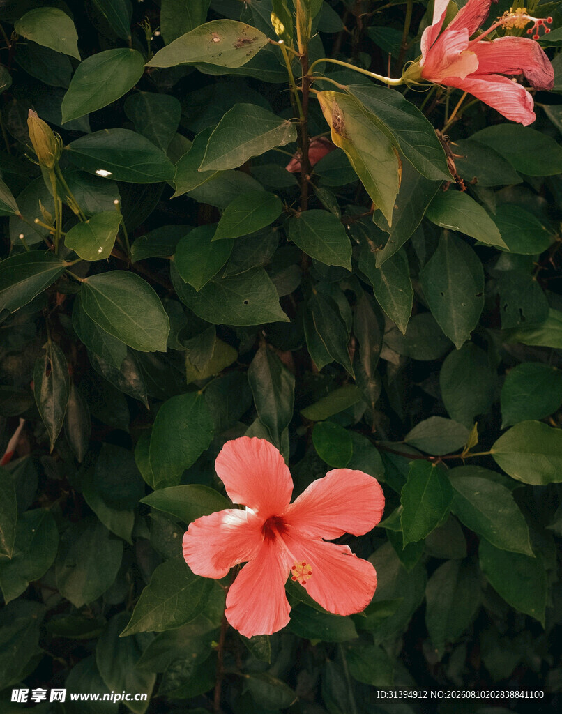 娇艳粉色花朵绽放绿叶间