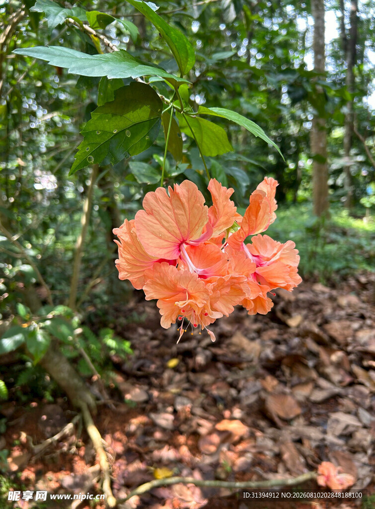 林中绽放的橙红色木槿花