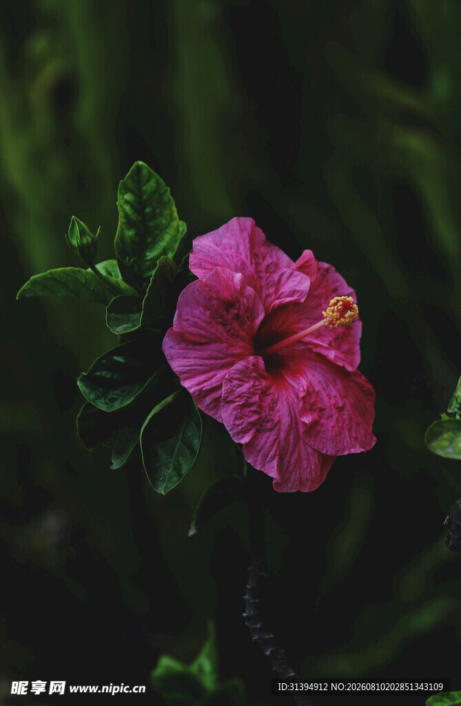 娇艳粉色花朵特写