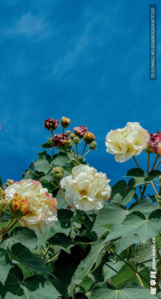 蓝天下的多彩娇艳月季花