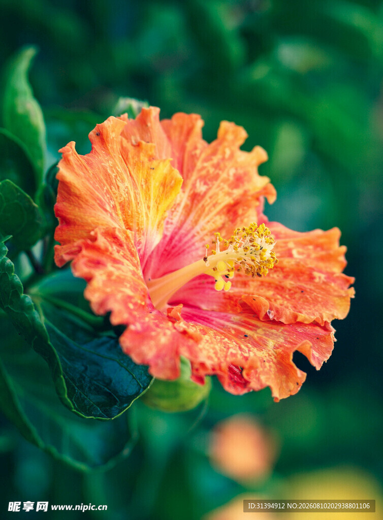 艳丽橙红色木槿花绽放