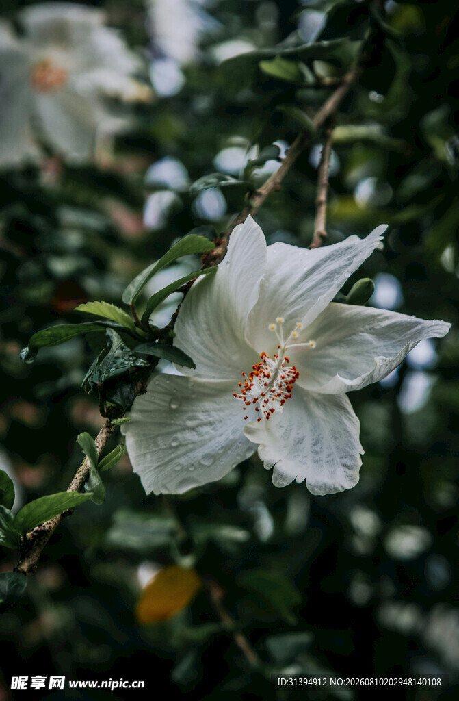 白色木槿花特写