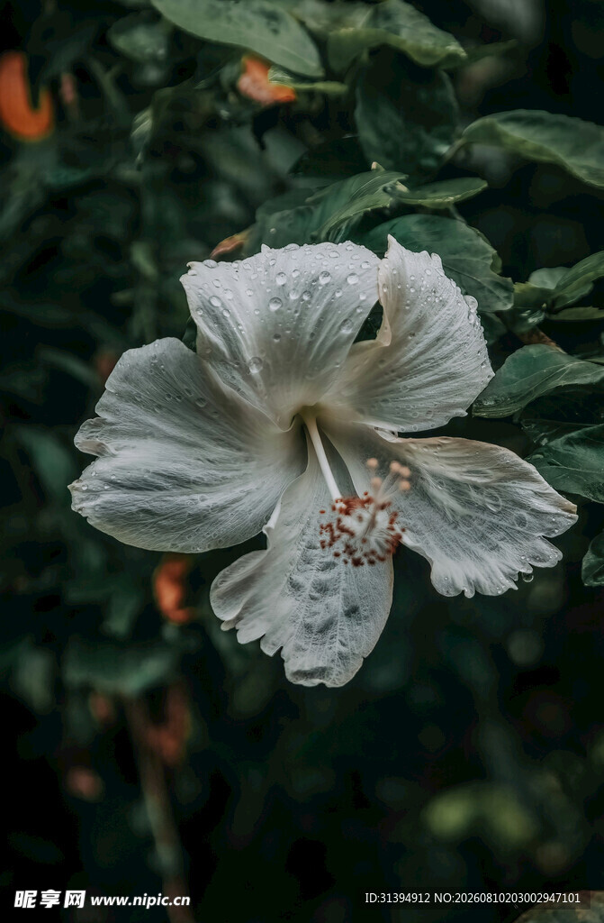 白色木槿花特写