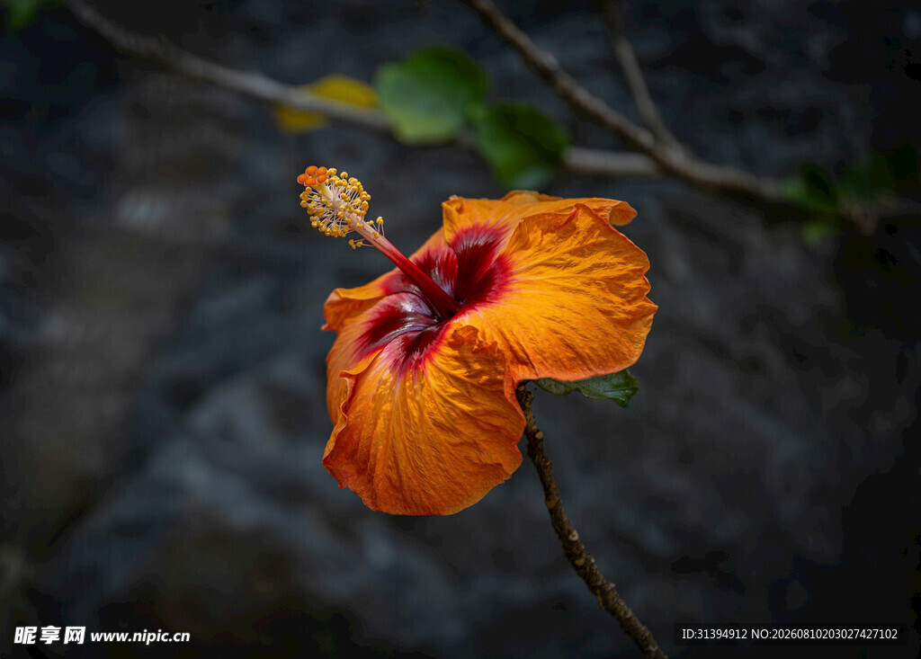 橙红色扶桑花特写