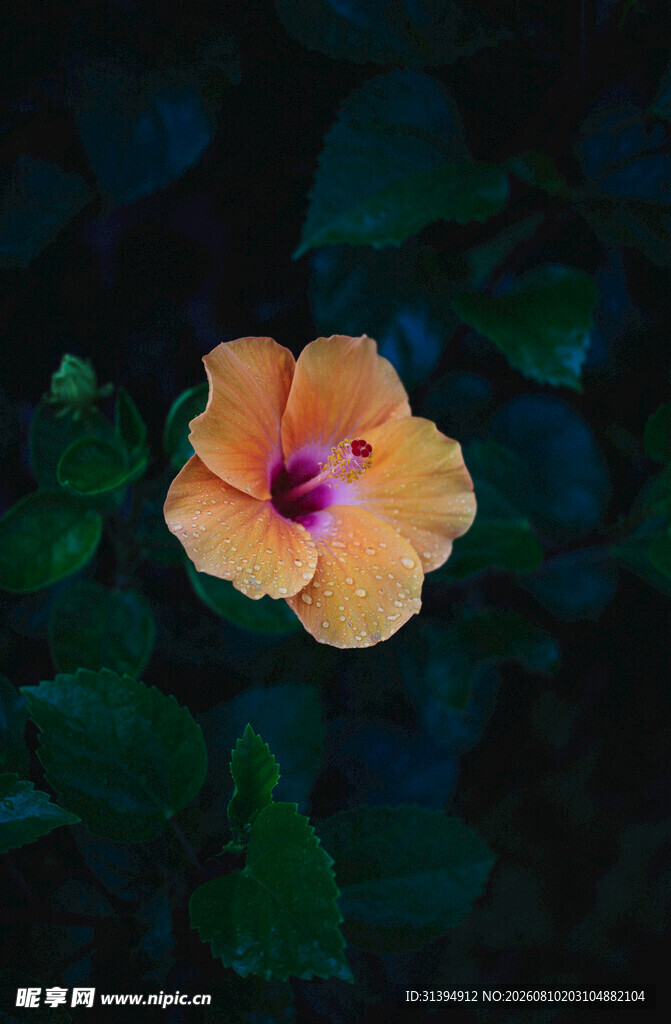 娇艳木槿花