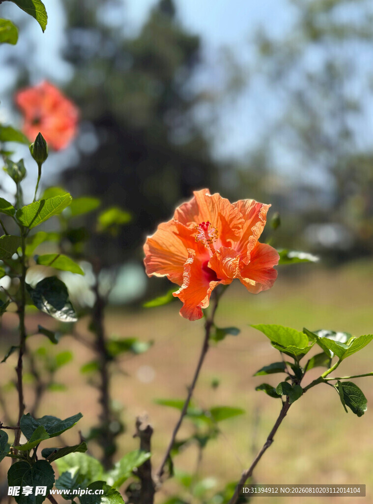 娇艳橙花绽放于绿叶间