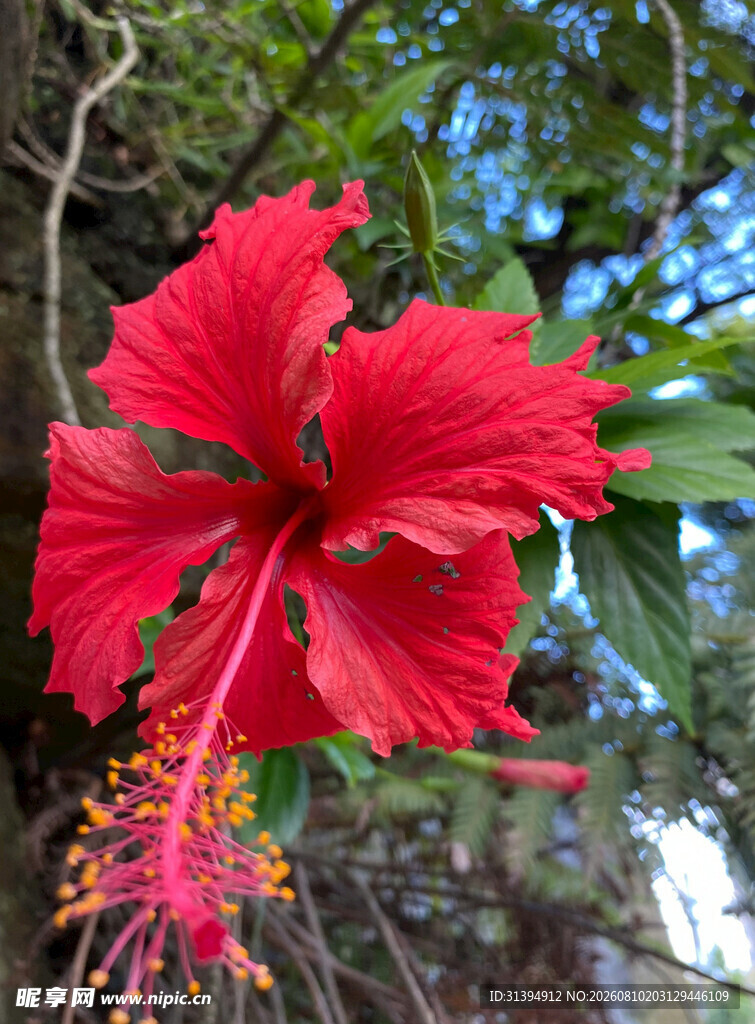 娇艳红扶桑花特写