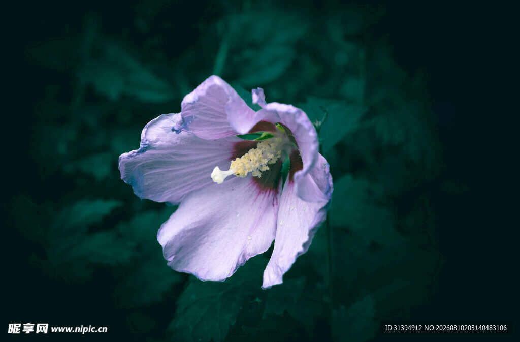 紫色花朵上的蜜蜂